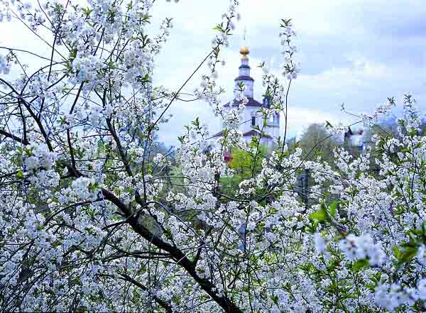  .  ./Cherries in blossom.  Vladimir.